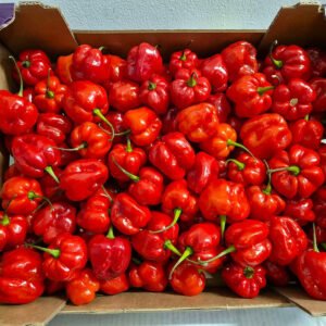 Ata rodo scotch Bonnet Hot Pepper