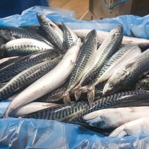 Mackerel Fish ( Titus ) 10Kg Box